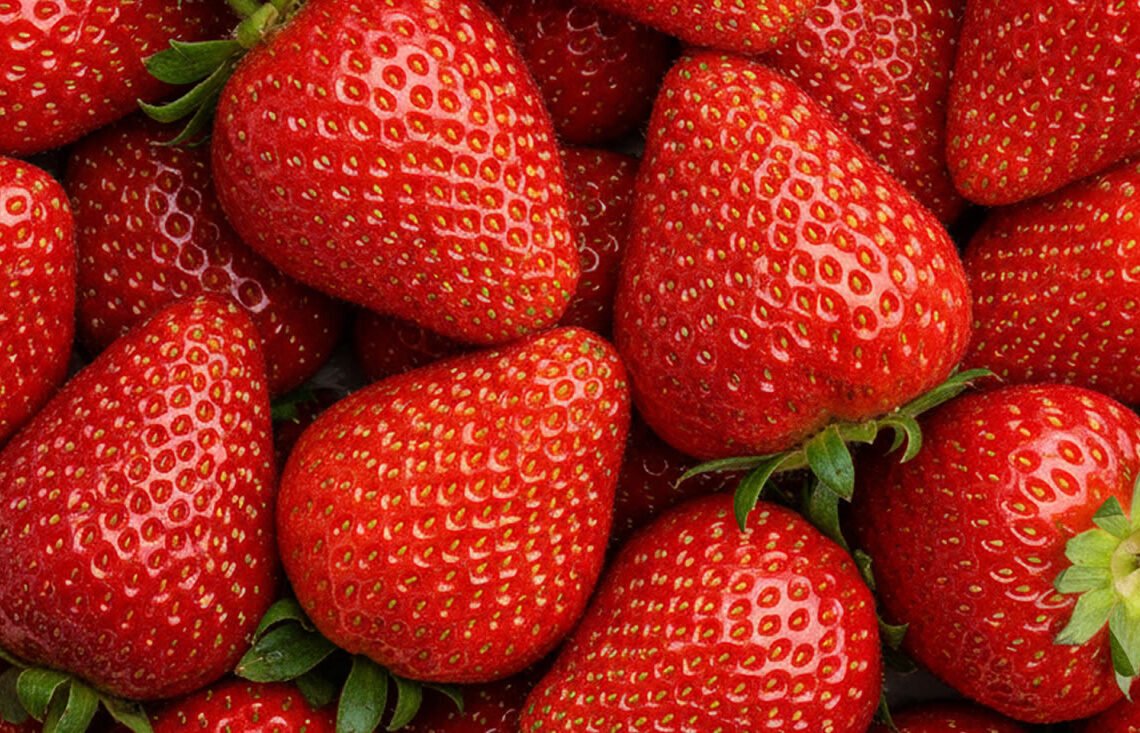 festa do morango de rancho queimado santa catarina