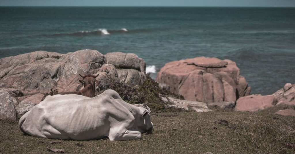 vale-da-utopia-guarda-do-embau