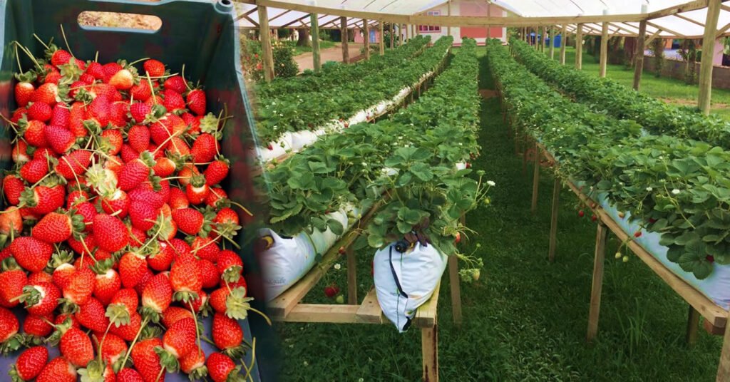 Rota do Morango em Rancho Queimado